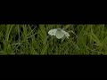 Dancing butterfly engaged in mating dance Dancing butterfly engaged in mating dance