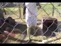 Pet Capuchin monkeys in enclosure