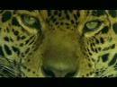 Life or Extinction - The sixth Great Extinction
