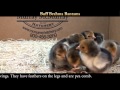 Video: Buff Brahma Bantam Baby Chicks