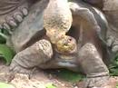 Mating Tortoises