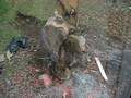 videos de Digger