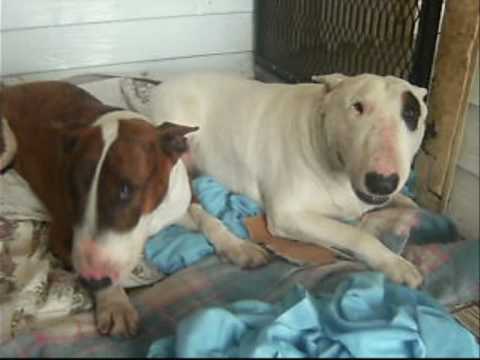 bull terrier