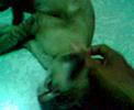 Playing with my Cat Namwaan thanyaburi Thailand