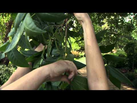 how to fertilize pecan trees in mississippi