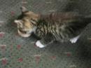 Optimus Prime The Kittn