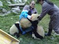 Charlee gets mauled by baby pandas