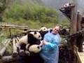 Charlee gets mauled by baby pandas