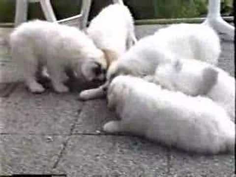 Growing Up as a Great Pyrenees