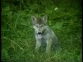 Gray Wolves Gray Wolves