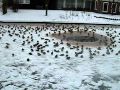 Kruispunt Bartlehiem - Elfstedentocht