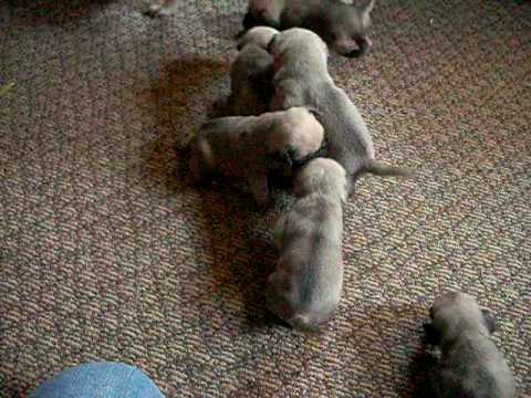 penes