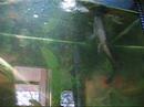 Sooty Grunter