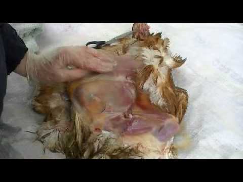 how to treat egg yolk peritonitis in chickens