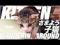 子猫の一人遊び - Kitten playing under the chair -