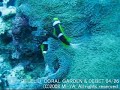 ??????????????????(Carp Island PALAU) ????????