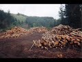 Lumberjack Jackel
