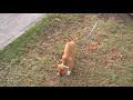 Rambo Humps the Boonies