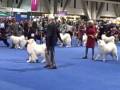 Hardy's Grandpa Tug Wins at Eukanuba 2008