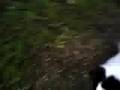 Japanese Chin video