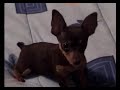 pincher miniatura se lava la carita con....
