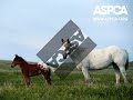 aspca rescue