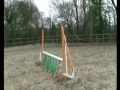 6 yrs 15.0 hh Black Irish Sport Horse - Dorset