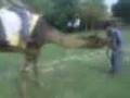 kunal bahl and rahul trehan on camel`s back