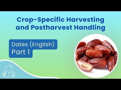 how to harvest date palm fruit