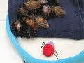 Chewie sleeping like a piggie