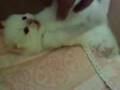 videos de baby katje