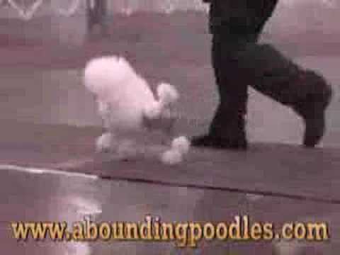 poodle