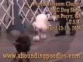 poodle akc dog show
