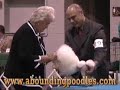 This Dog Show Poodle Video our Champion Toy Poodle Valentino was taken at the Dog Show the day he earned his AKC Championship. Valentino ... all » is an extraordinary Toy Poodle, standing at only 9 3/4 inches of height, DNA Optigen Tested Type A (normal), OFA Certified for normal patellars. Our little Toy Poodle only competed a few times in the Dog Shows and quickly and easily climbed his way into the AKC's Top 25 Toy Poodles in 2006. Valentino won several Best of Breeds, Best of Varieties, and Group Placements. Be sure to visit our website for more Dog Show information, many more poodle videos, and cute poodle pictures www.aboundingpoodles.com