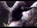 monkey smell