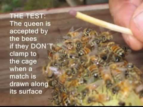 how to fertilize a queen bee