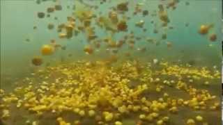 Drôles de carpes...