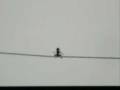 videos de backflip island line flyer 2 xD