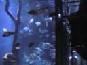 Shark Dive Underwater 2.MOD Shark Dive Underwater 2.MOD