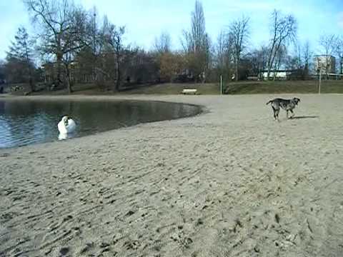 dogue allemand
