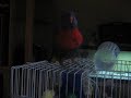 EVIL DEVIL BIRD! EVIL DEVIL BIRD!