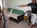 videos de SEXY Dogs - Rico & Lucky Part 2