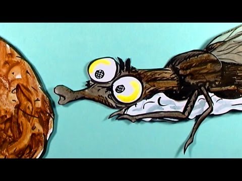 Tortures for Flies 3 : Electric Circuit