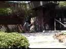 Front Blunt Shove