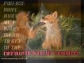 Funny Animals 2