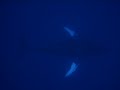 Humpback whale singing Humpback whale singing