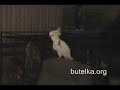 Tańcząca papuga