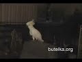 Ta?cz?ca papuga Ta?cz?ca papuga