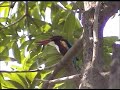 Bird Call of White breasted Kingfisher Video by Shirishkumar Bird Call of White breasted Kingfisher Video by Shirishkumar