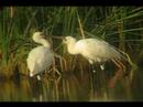 ESPATULA COMUN / EURASIAN SPOONBILL ESPATULA COMUN / EURASIAN SPOONBILL